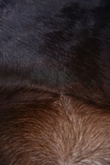 Orjinal Dana Postu Deri Halı