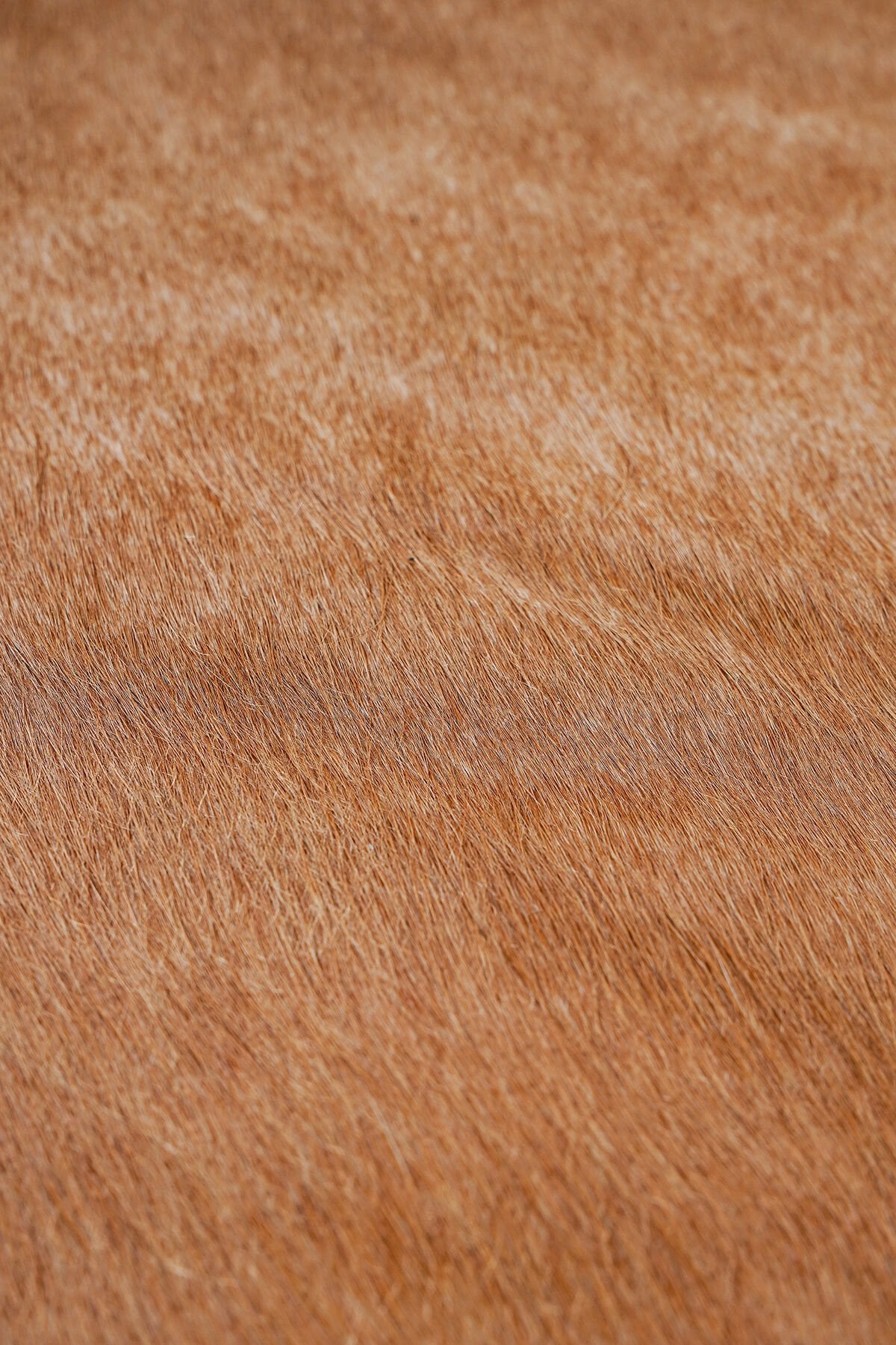 Orjinal Dana Postu Deri Halı