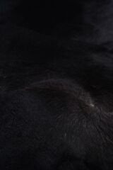 Buffalo Tgr Orjınal Siyah Naturel Deri Halı